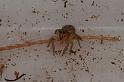 Lycidas_scutulatus_D7809_Z_89_North Stradbroke island_Australie